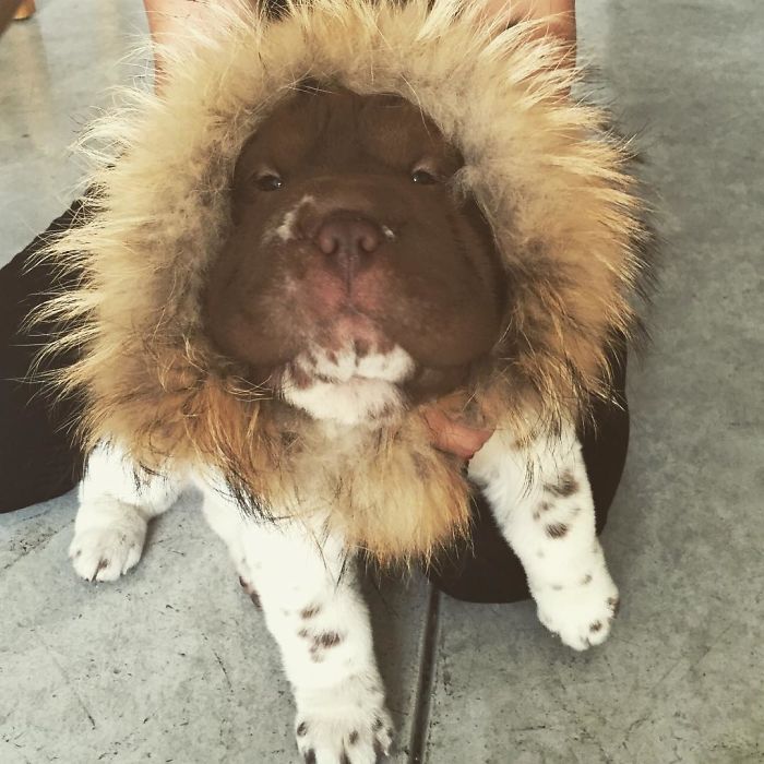 I May Look Small, But I Have A Lot Of Courage! Roarr