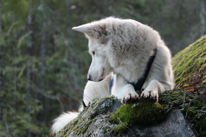White dog resting on moss-covered rock in forest, illustrating people sharing the names they now call their pets.