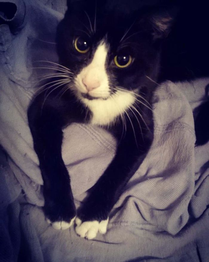 Black and white cat lying on a blanket, illustrating people sharing the names they now call their pets instead.