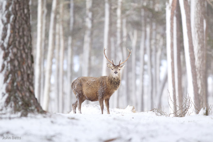 Winter-Deer-Photography-John-Betts