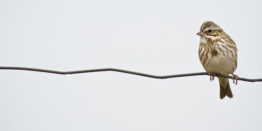 Sable Island Is A Hot-Spot For Migratory Birds