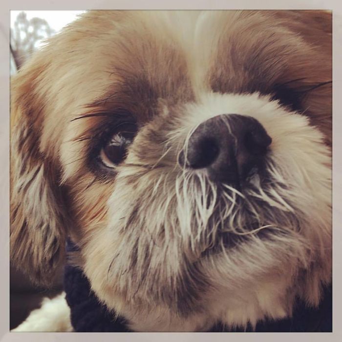 Close-up of a small dog showcasing the humor in people sharing new pet names instead of the original one.