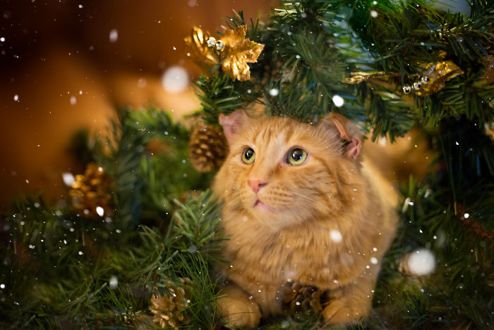 I Unboxed Christmas Decorations And The Cats Are Shook