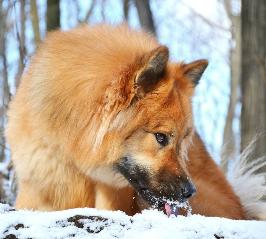 My Little Fox Disguised As A Dog My Little Fox Disguised As A Dog