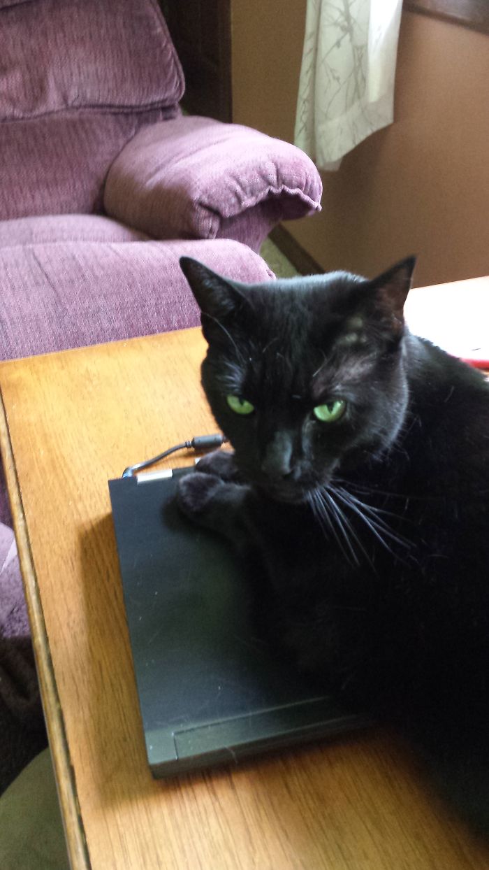 Black cat with green eyes lying on a laptop on a wooden table, showcasing pets with new hilarious names shared by people.