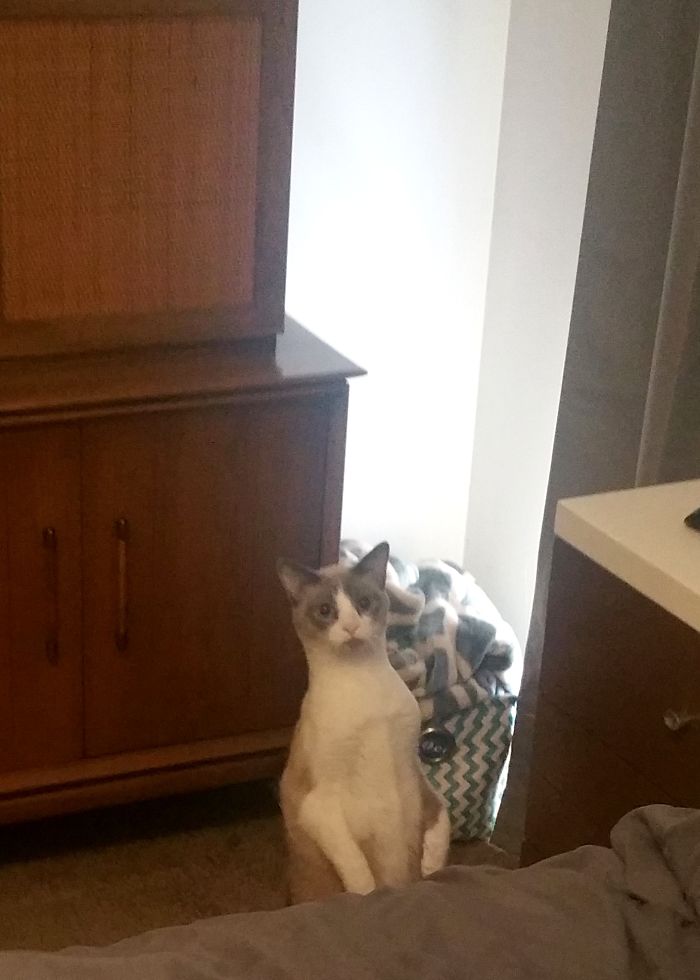 Caught My Cat Ridley Randomly Standing Like A Person Looking Grumpy As Heck.