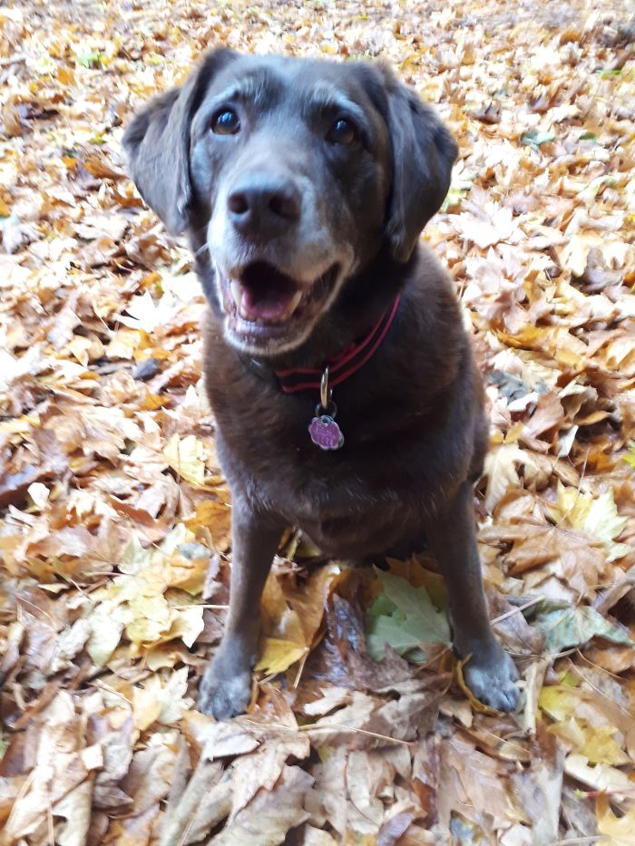 Happy dog sitting on autumn leaves, illustrating people sharing the names they now call their pets instead.