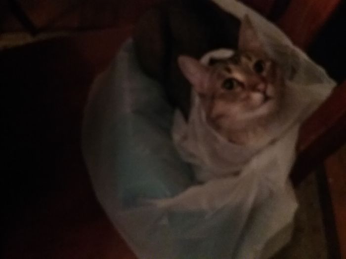 Cat wrapped in a plastic bag, illustrating funny pet names people now call their pets instead of the original one.