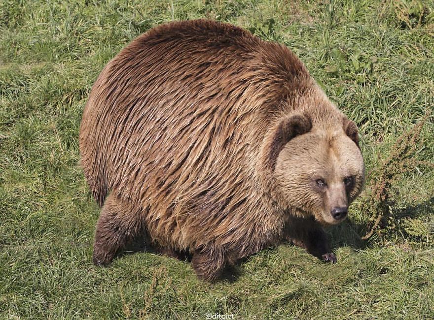 Ball-Shaped-Animals-Digital-Art-Aditya-Aryanto