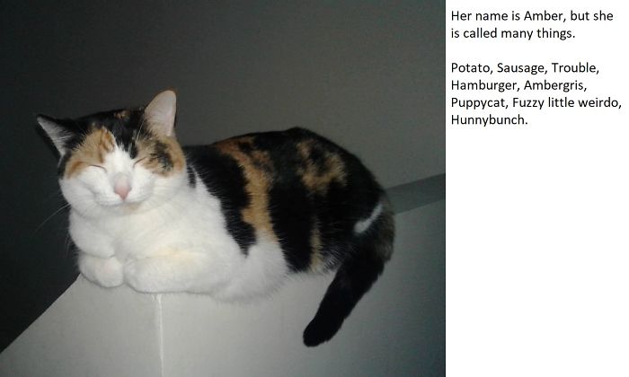 Calico cat resting on a ledge with a list of funny alternative pet names shared by people online.
