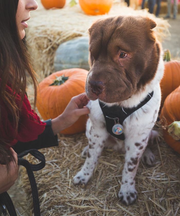 She Asked Who Her Little Pumpkin Was. Is It Me?