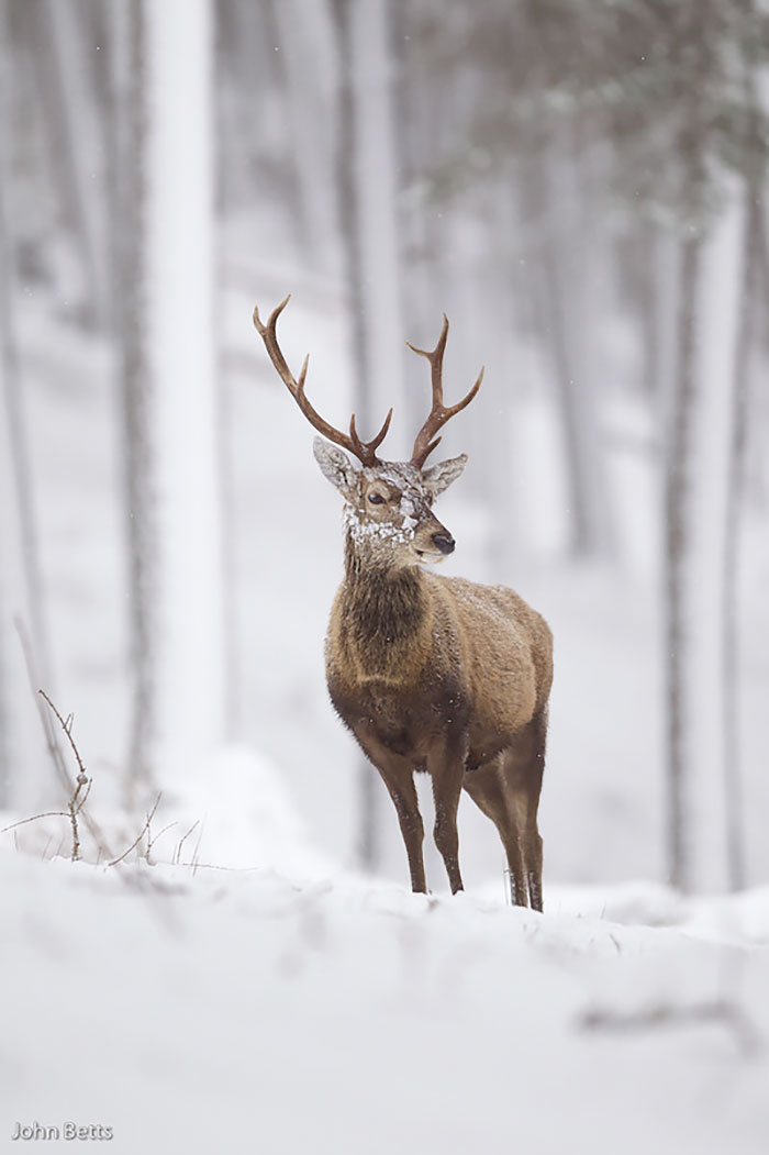 Winter-Deer-Photography-John-Betts