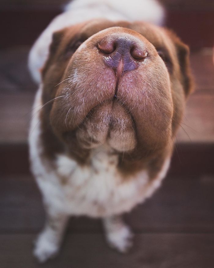 I Can Smell You With My Snoof!