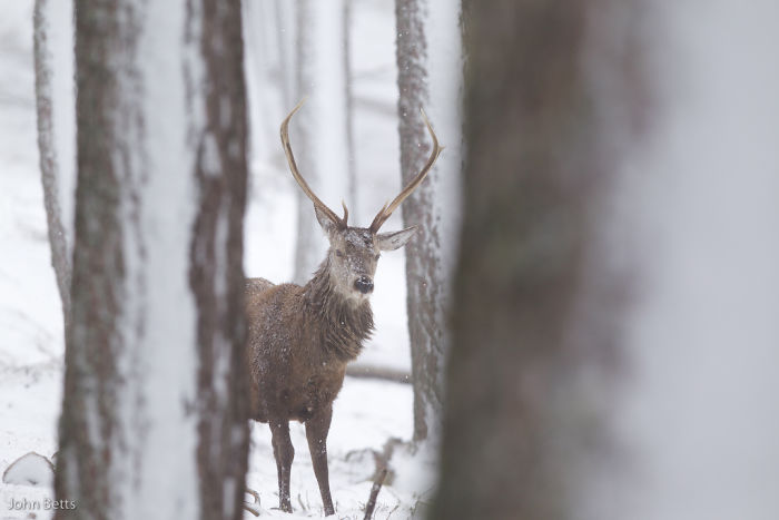 Winter-Deer-Photography-John-Betts