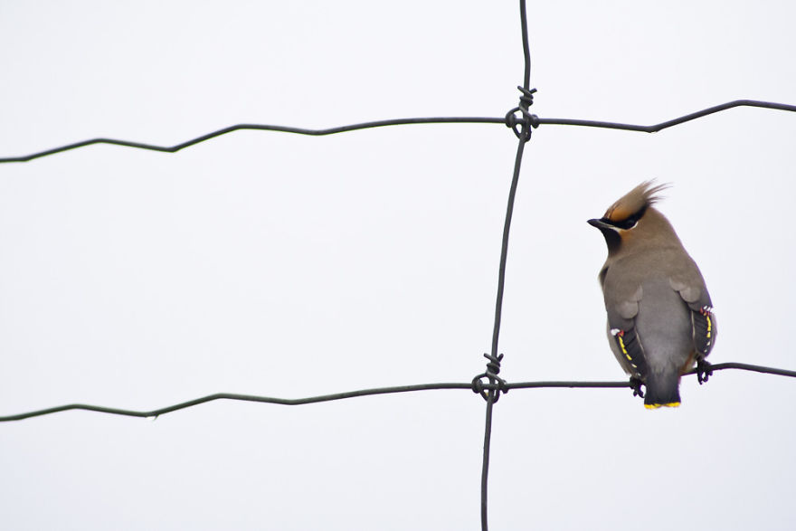 Sable Island Is A Hot-Spot For Migratory Birds