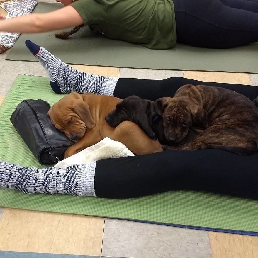 Puppy Pilates, The Training Trend That Will Leave You Wanting To Enroll Immediately