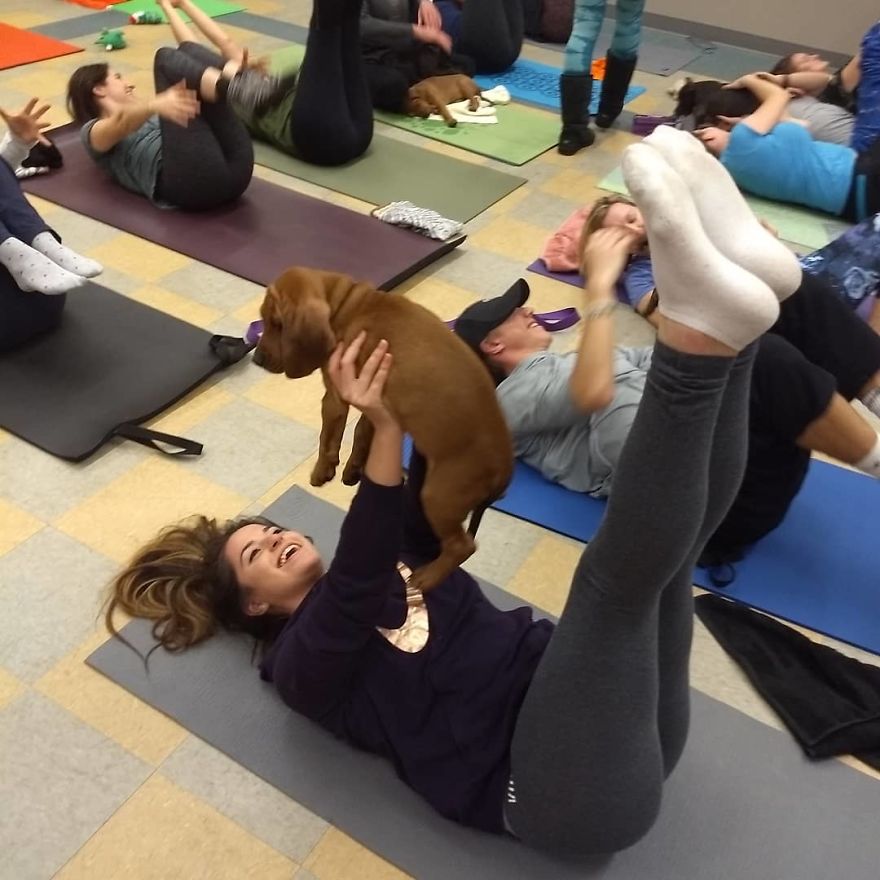 Puppy Pilates, The Training Trend That Will Leave You Wanting To Enroll Immediately Puppy Pilates, The Training Trend That Will Leave You Wanting To Enroll Immediately