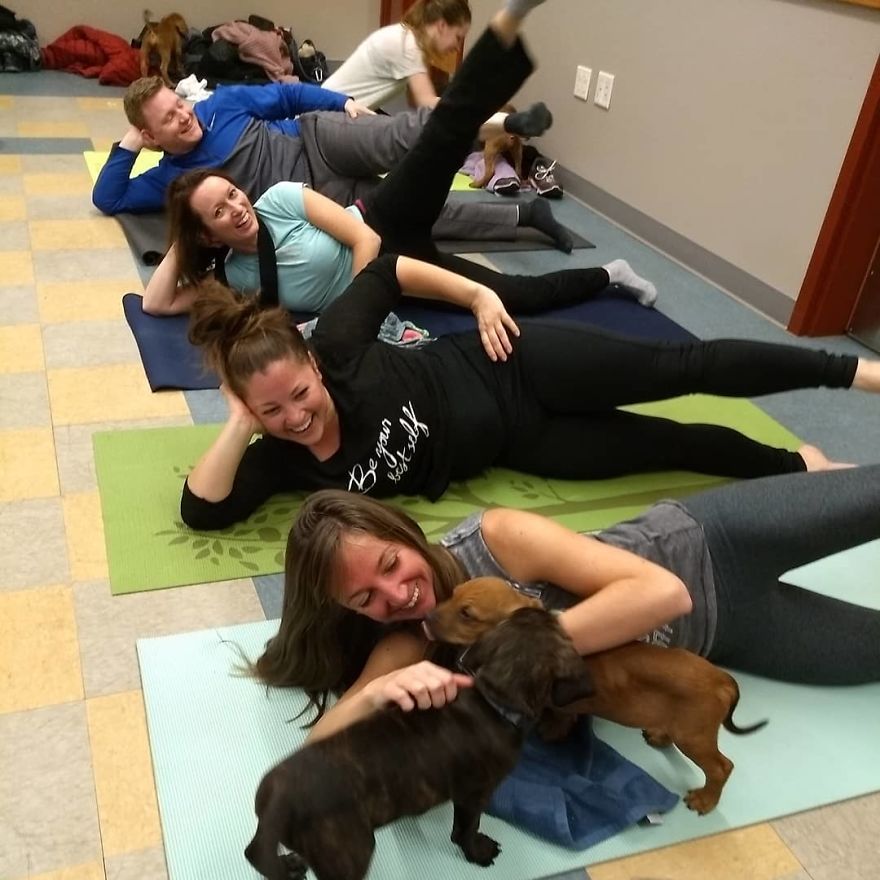Puppy Pilates, The Training Trend That Will Leave You Wanting To Enroll Immediately Puppy Pilates, The Training Trend That Will Leave You Wanting To Enroll Immediately