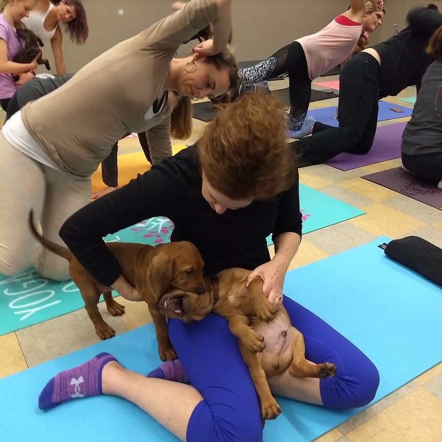 Puppy Pilates, The Training Trend That Will Leave You Wanting To Enroll Immediately Puppy Pilates, The Training Trend That Will Leave You Wanting To Enroll Immediately