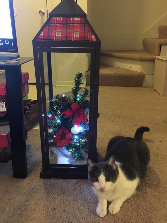 Cute Solution To A Cute Lil Rascal