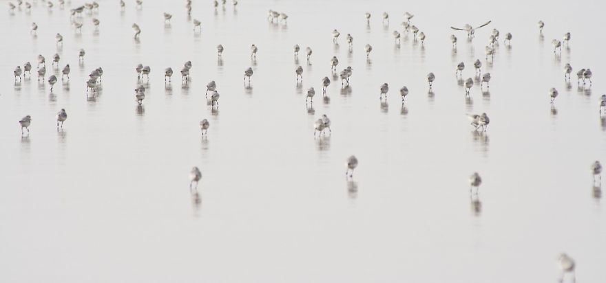 Sable Island Is A Hot-Spot For Migratory Birds