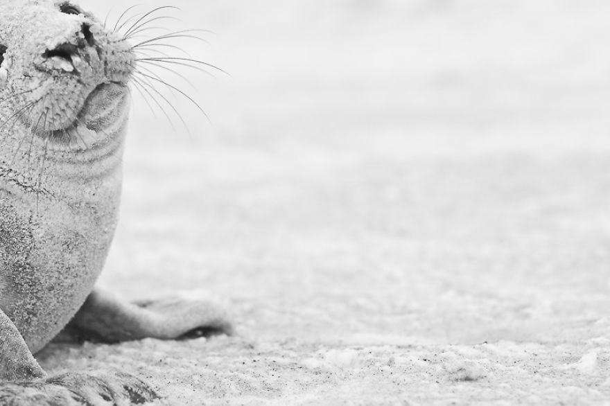 Sable Island Is The Host To The World's Largest Single Grey Seal Breeding Colony