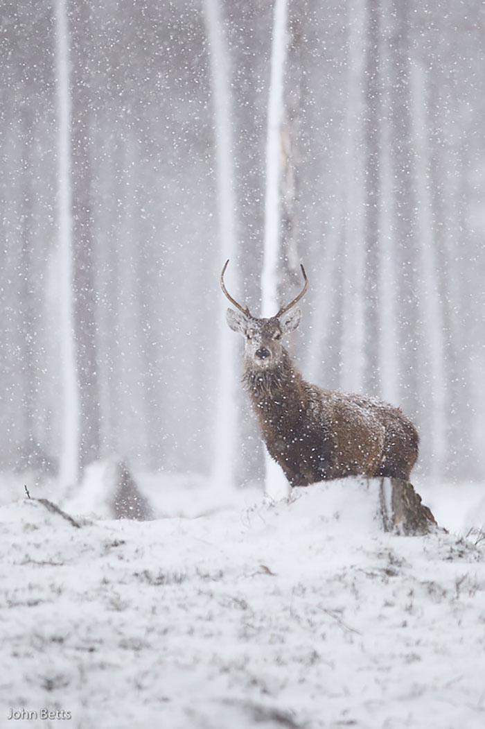 Winter-Deer-Photography-John-Betts