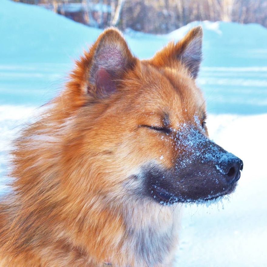 My Little Fox Disguised As A Dog My Little Fox Disguised As A Dog