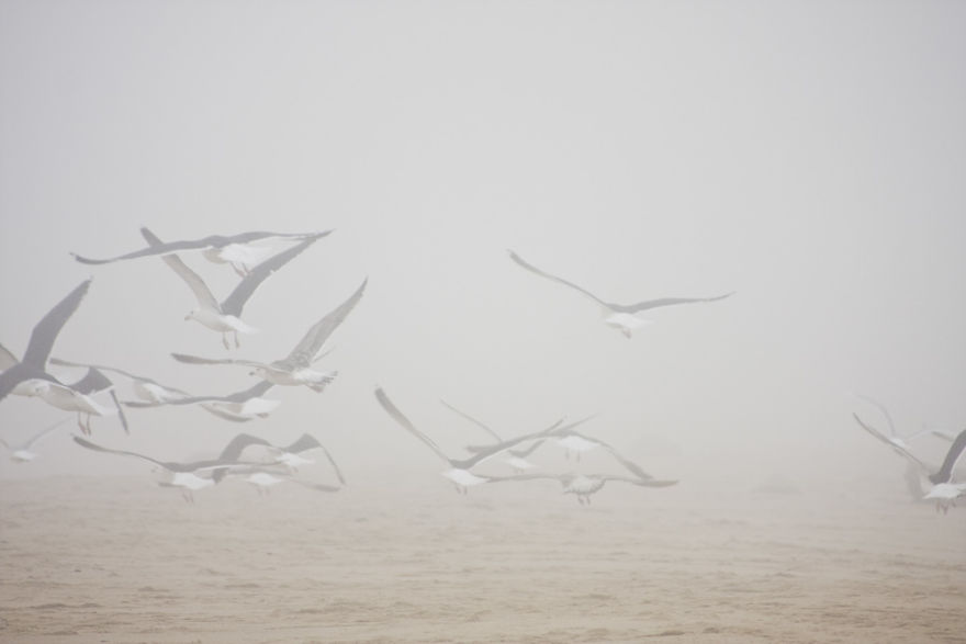 Sable Island Is A Hot-Spot For Migratory Birds