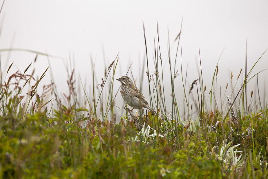Sable Island Is A Hot-Spot For Migratory Birds Sable Island Is A Hot-Spot For Migratory Birds