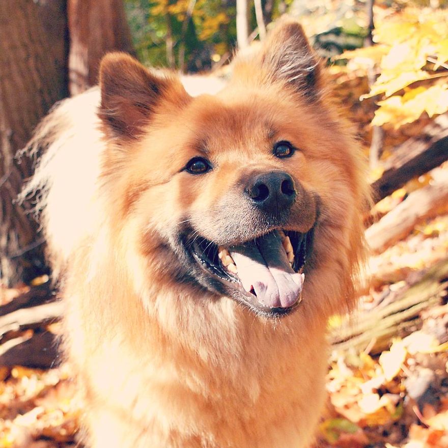 My Little Fox Disguised As A Dog