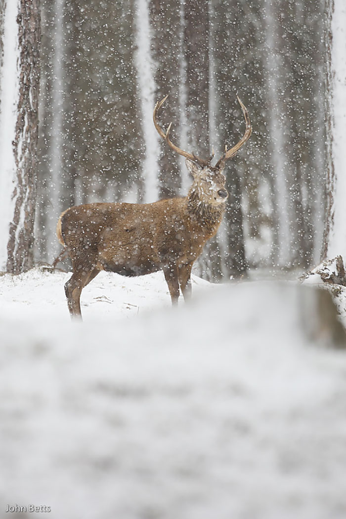 Winter-Deer-Photography-John-Betts