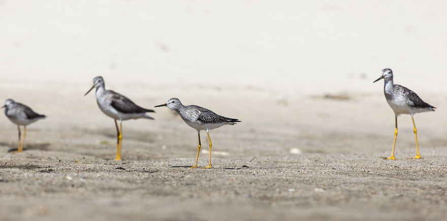 Sable Island Is A Hot-Spot For Migratory Birds Sable Island Is A Hot-Spot For Migratory Birds