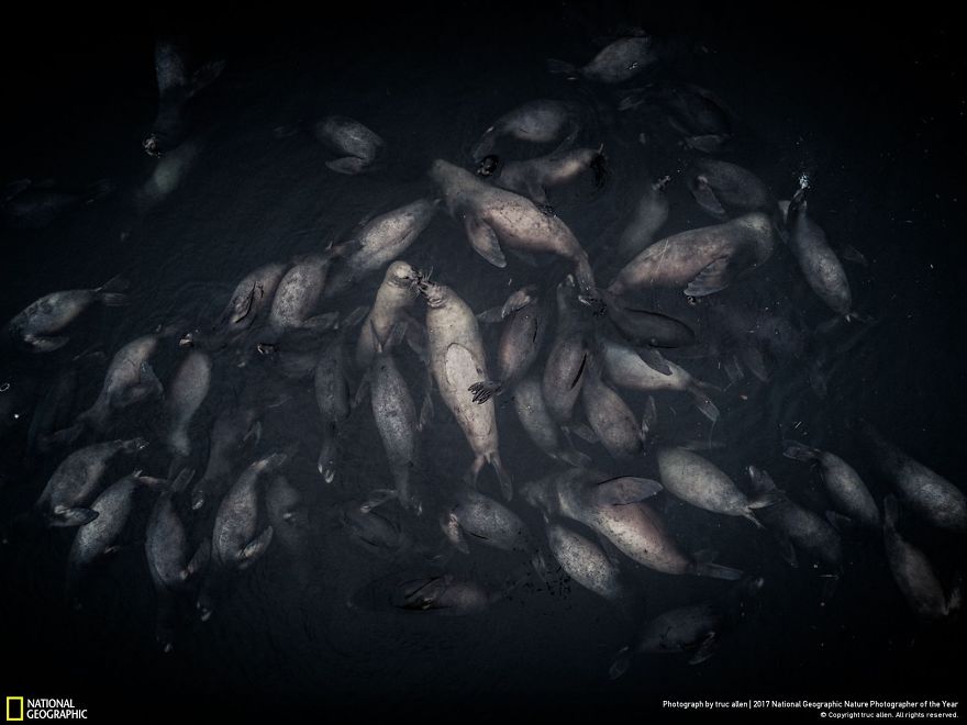 The Kiss, Truc Allen