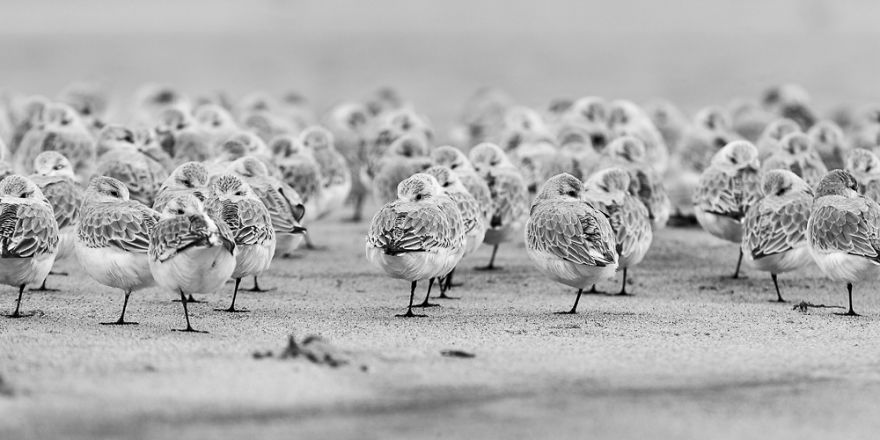 Sable Island Is A Hot-Spot For Migratory Birds Sable Island Is A Hot-Spot For Migratory Birds