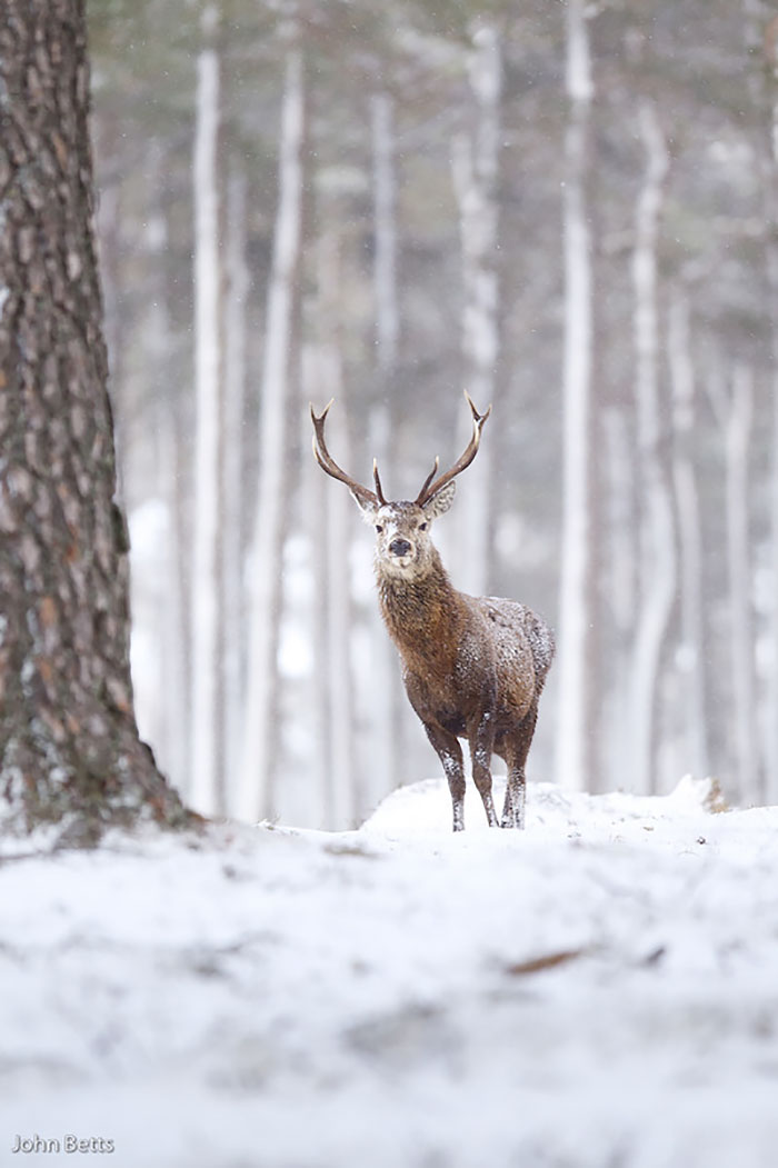 Winter-Deer-Photography-John-Betts
