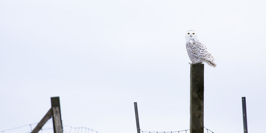 Sable Island Is A Hot-Spot For Migratory Birds Sable Island Is A Hot-Spot For Migratory Birds