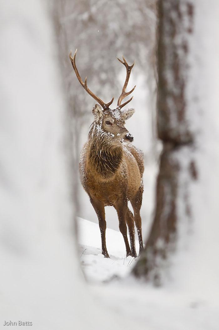 Winter-Deer-Photography-John-Betts