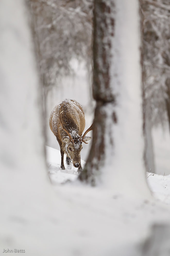 Winter-Deer-Photography-John-Betts