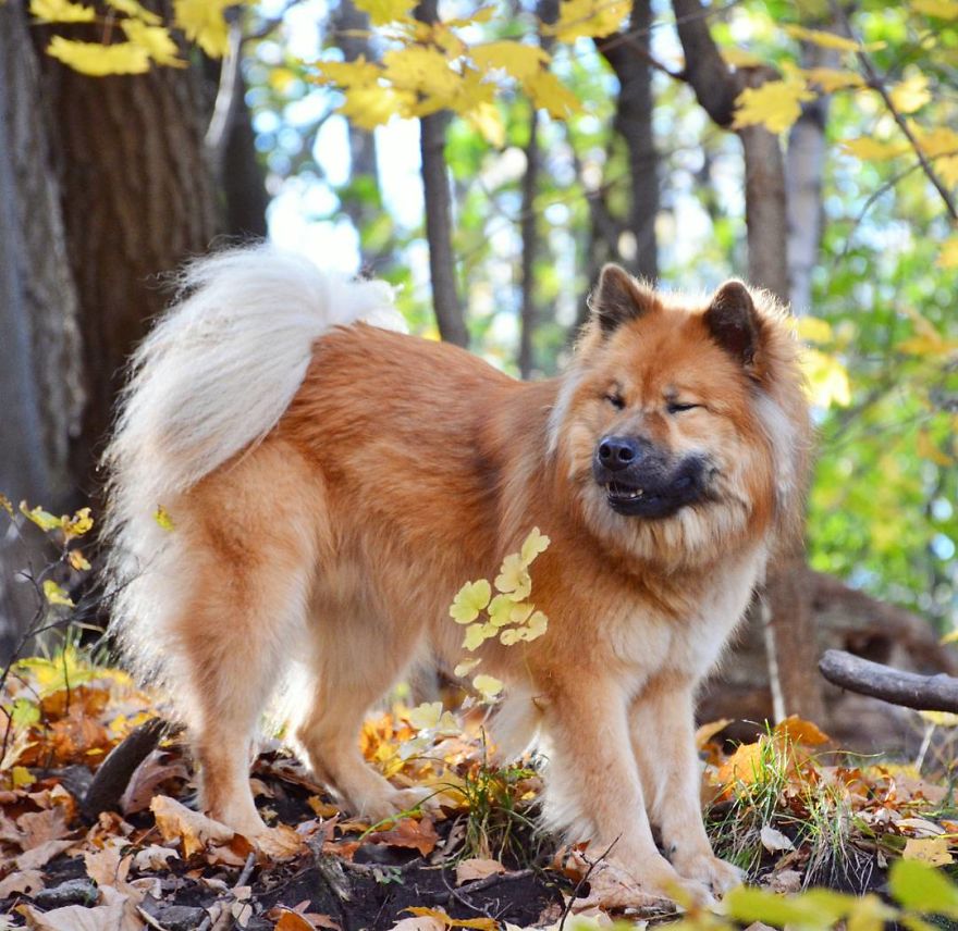 My Little Fox Disguised As A Dog