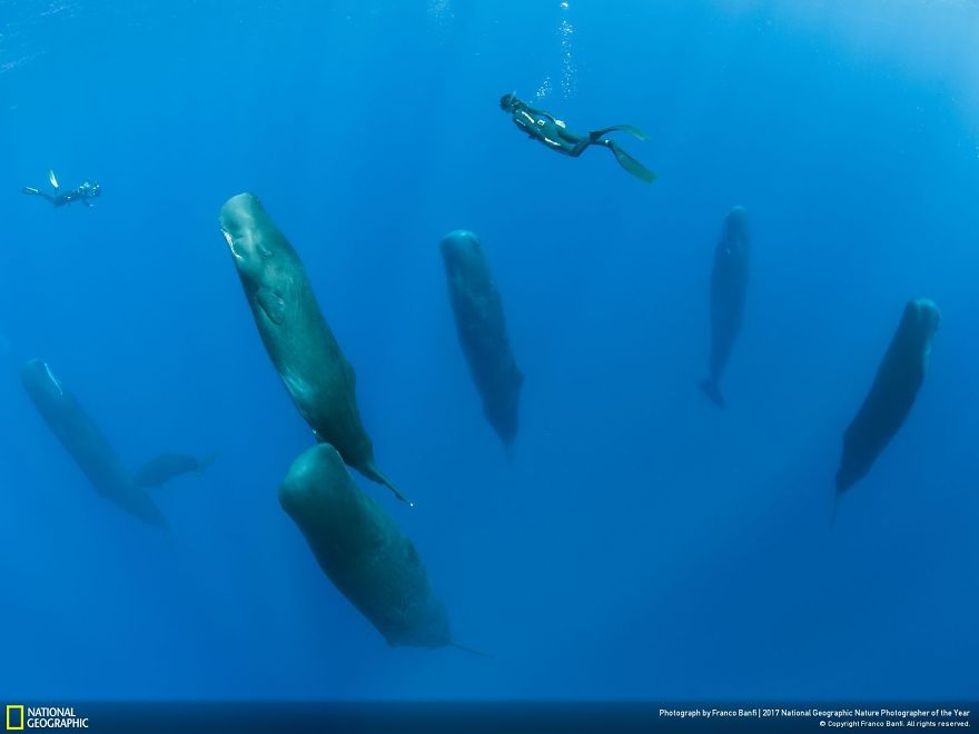 Swimming Over The Sleepers, Franco Banfi