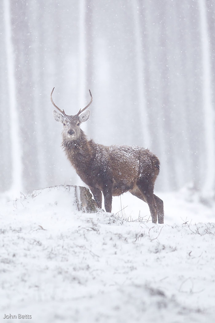 Winter-Deer-Photography-John-Betts