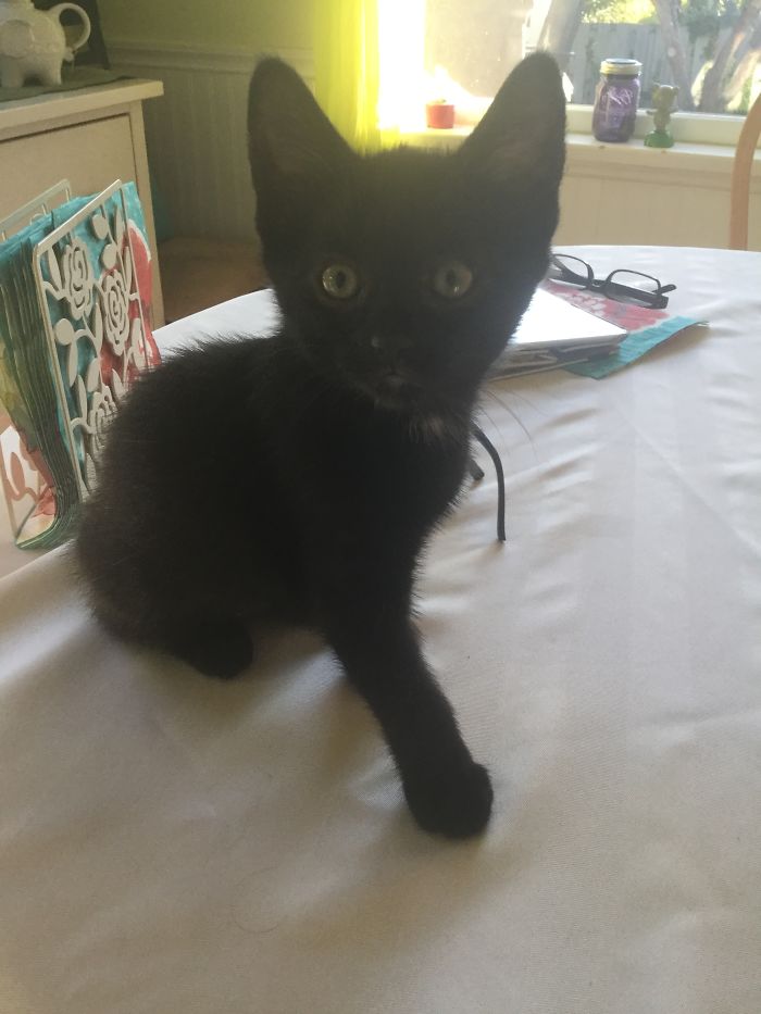 Black kitten sitting on a table with household items in the background, showcasing funny new pet names people share.