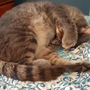 williamkidd1955 avatar