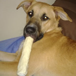 danielcarlson avatar