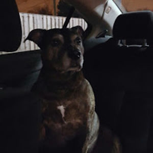 michaelsalinas avatar