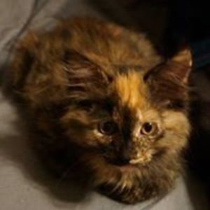 shelleyrudder avatar