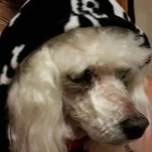 krisannbittner avatar