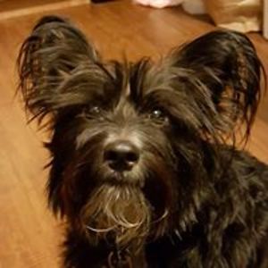 charlatanfraud avatar