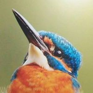 yilmaz_kursat avatar